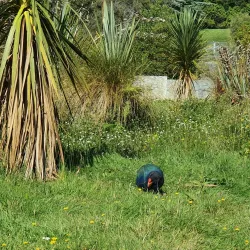 Te Anau Bird Sanctuary - Te Anau