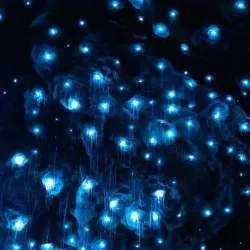 Te Anau Glowworm Caves - Te Anau