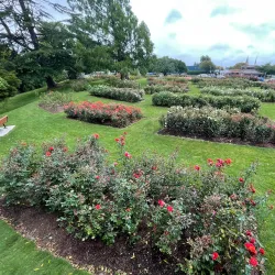 Te Awamutu Rose Gardens - Te Awamutu