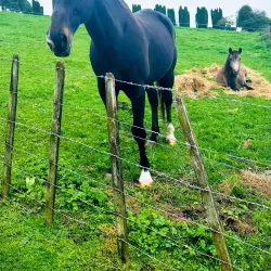 Te Awamutu Town Centre - Te Awamutu