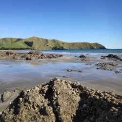 Waikawau Bay - Thames