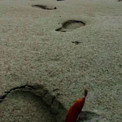 Caroline Bay - Timaru