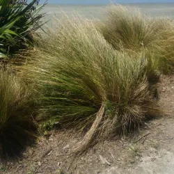 Caroline Bay - Timaru