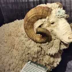 South Canterbury Museum - Timaru