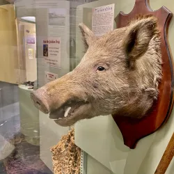 South Canterbury Museum - Timaru