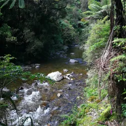 Akatarawa Forest - Upper Hutt