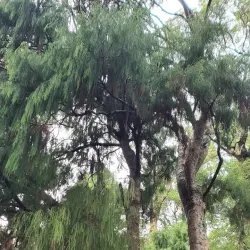 Pinehaven Reserve - Upper Hutt