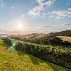Cable Bay Vineyards - Waiheke Island