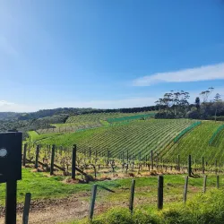 Cable Bay Vineyards - Waiheke Island