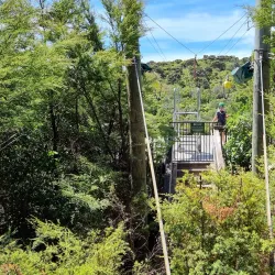 EcoZip Adventures - Waiheke Island