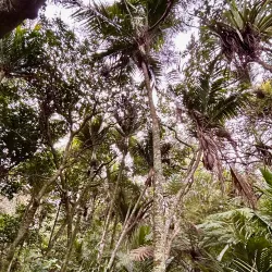 EcoZip Adventures - Waiheke Island