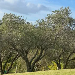 Stonyridge Vineyard - Waiheke Island