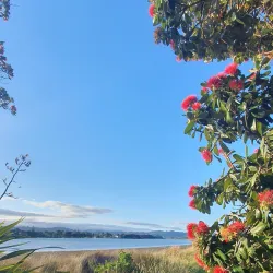 Bowentown Reserve - Waihi