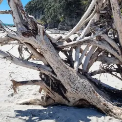 Bowentown Reserve - Waihi