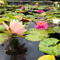 Waihi Gardens - Waihi