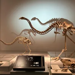 Te Papa Tongarewa (Museum of New Zealand) - Wellington