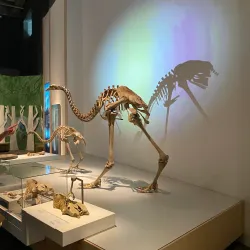 Te Papa Tongarewa (Museum of New Zealand) - Wellington