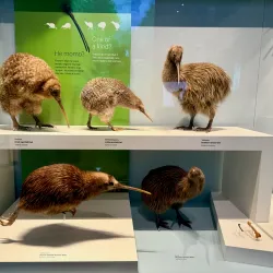 Te Papa Tongarewa (Museum of New Zealand) - Wellington