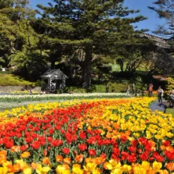 Wellington Botanic Garden - Wellington
