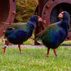 Zealandia Ecosanctuary - Wellington