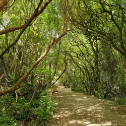 Zealandia Ecosanctuary - Wellington