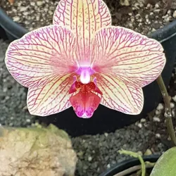 Bason Botanic Gardens - Whanganui