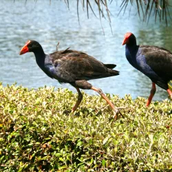 Virginia Lake - Whanganui