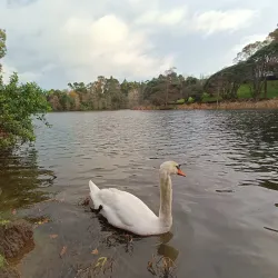 Virginia Lake - Whanganui