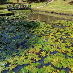 Virginia Lake - Whanganui