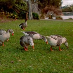 Virginia Lake - Whanganui