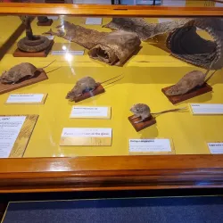 Whanganui Regional Museum - Whanganui