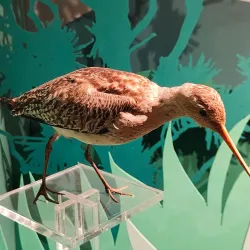 Whanganui Regional Museum - Whanganui