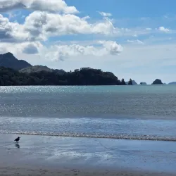 Buffalo Beach - Whitianga
