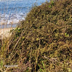 Buffalo Beach - Whitianga