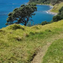 Coromandel Coastal Walkway - Whitianga