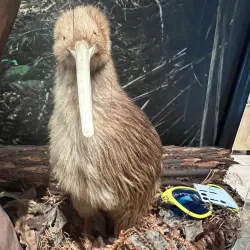 Mercury Bay Museum - Whitianga