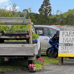 Whitianga Farmers Market - Whitianga