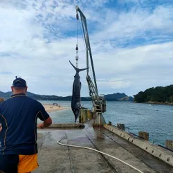 Whitianga Wharf - Whitianga