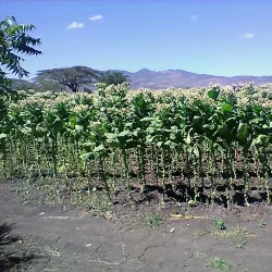 Estelí Central Park (Parque Central) - Esteli