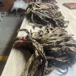 Estelí Tobacco Plantations - Esteli