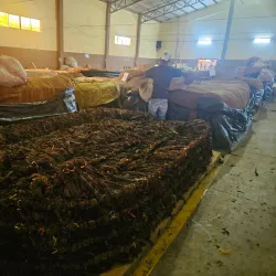 Estelí Tobacco Plantations - Esteli