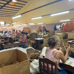 Estelí Tobacco Plantations - Esteli