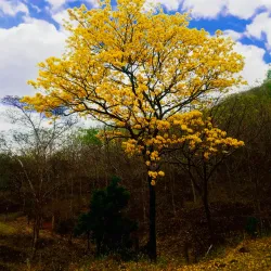 San Juan de Limay - Esteli