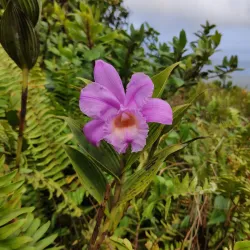 Mombacho Volcano Nature Reserve - Granada