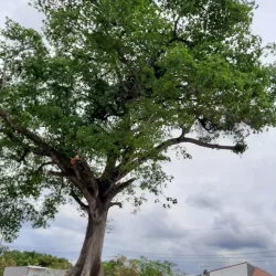 La Ceiba Park - Jinotega