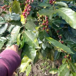 La Concordia Coffee Farm - Jinotega
