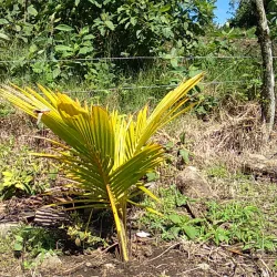 La Concordia Coffee Farm - Jinotega