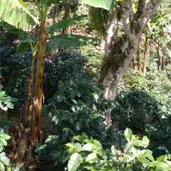 La Concordia Coffee Farm - Jinotega
