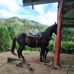 La Concordia Coffee Farm - Jinotega
