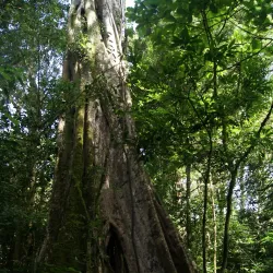 Reserva Natural Miraflor - Jinotega